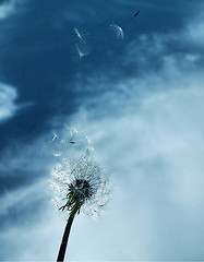 dandelion in the wind